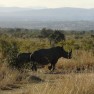 Rhinos in Kruger National Park