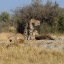 Moments later, we saw these guys kill something... (Botswana)
