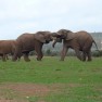 Elephants fighting...South Africa